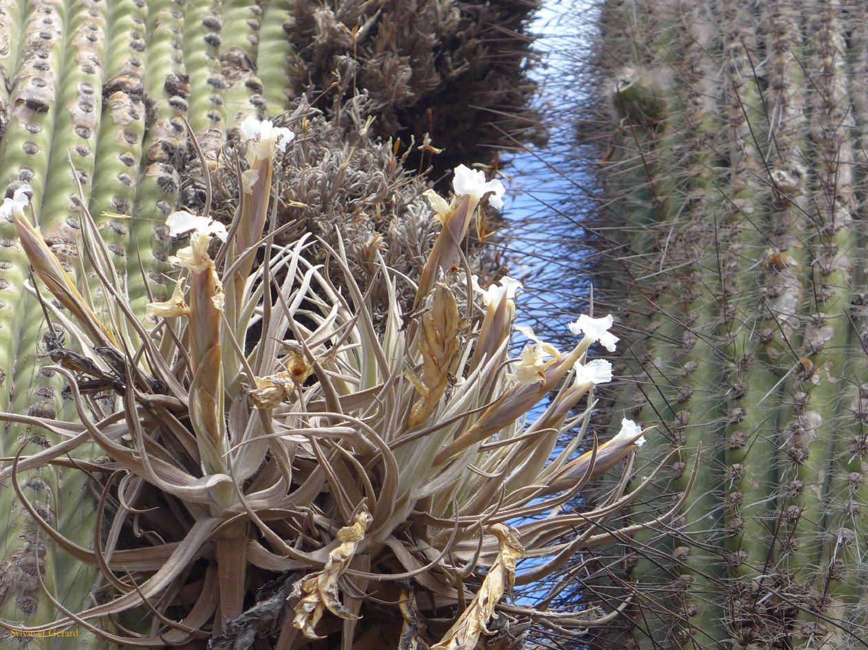 La Quebrada et Tilcara Pucara fleur parasite d'un cardone
