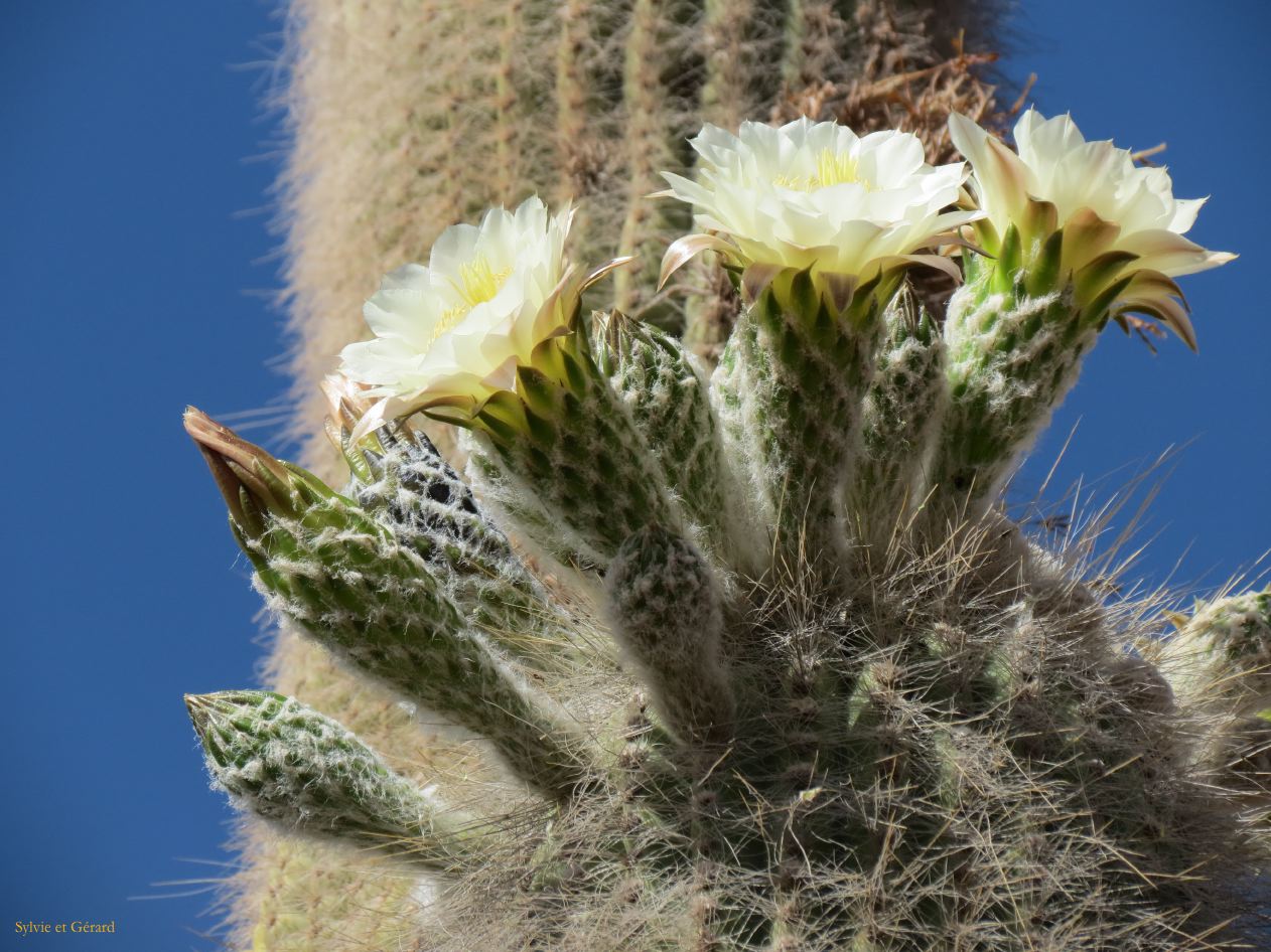 La Quebrada Humahuaca c'est la saison des fleurs
