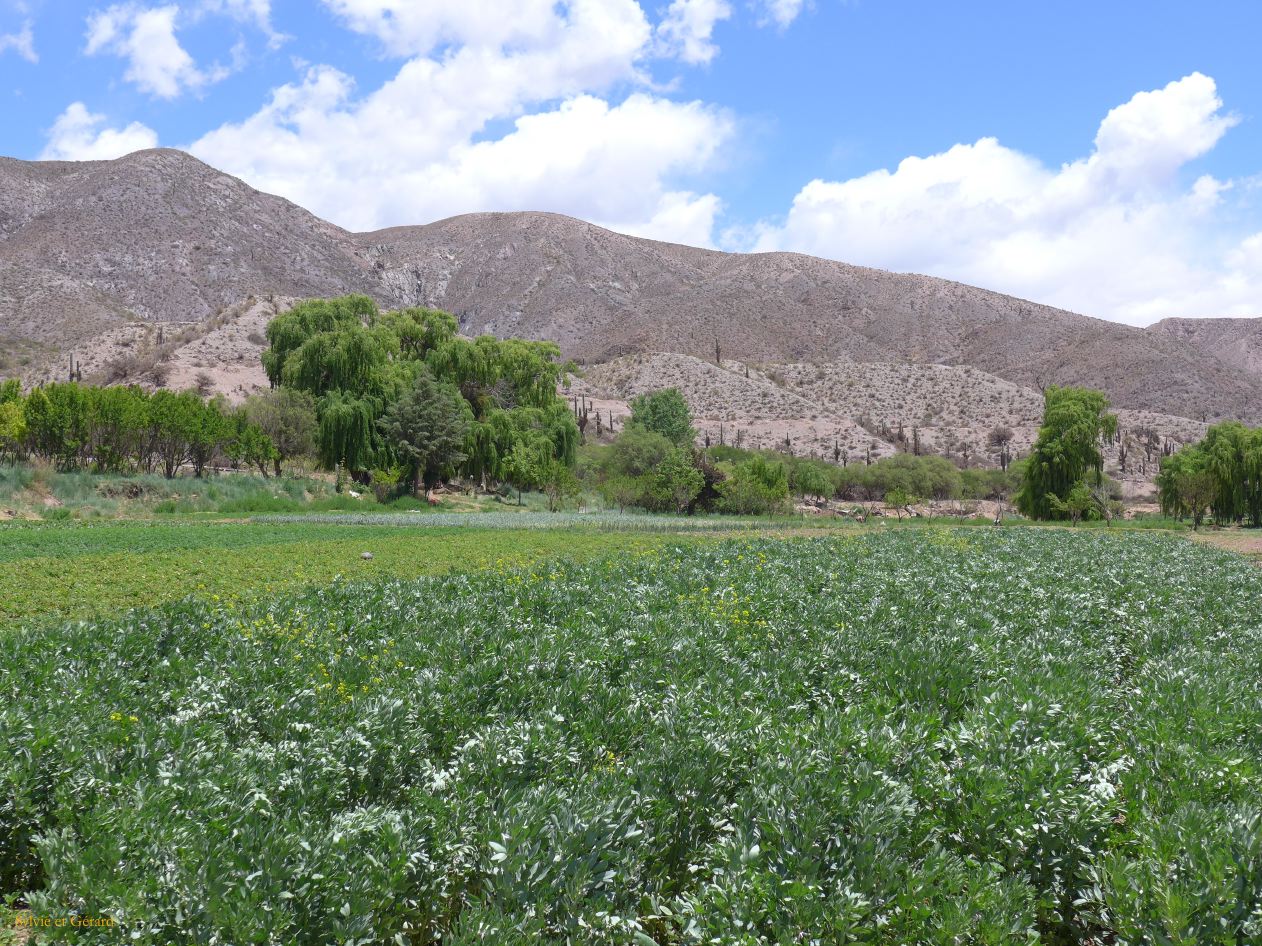 La Quebrada Humahuaca des champs