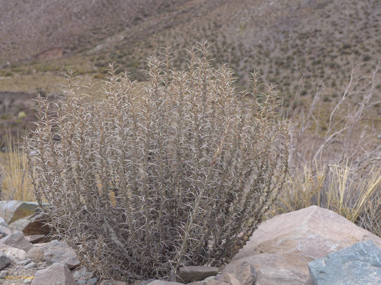 La Quebrada Humahuaca Mirador del Hornocal ça pique