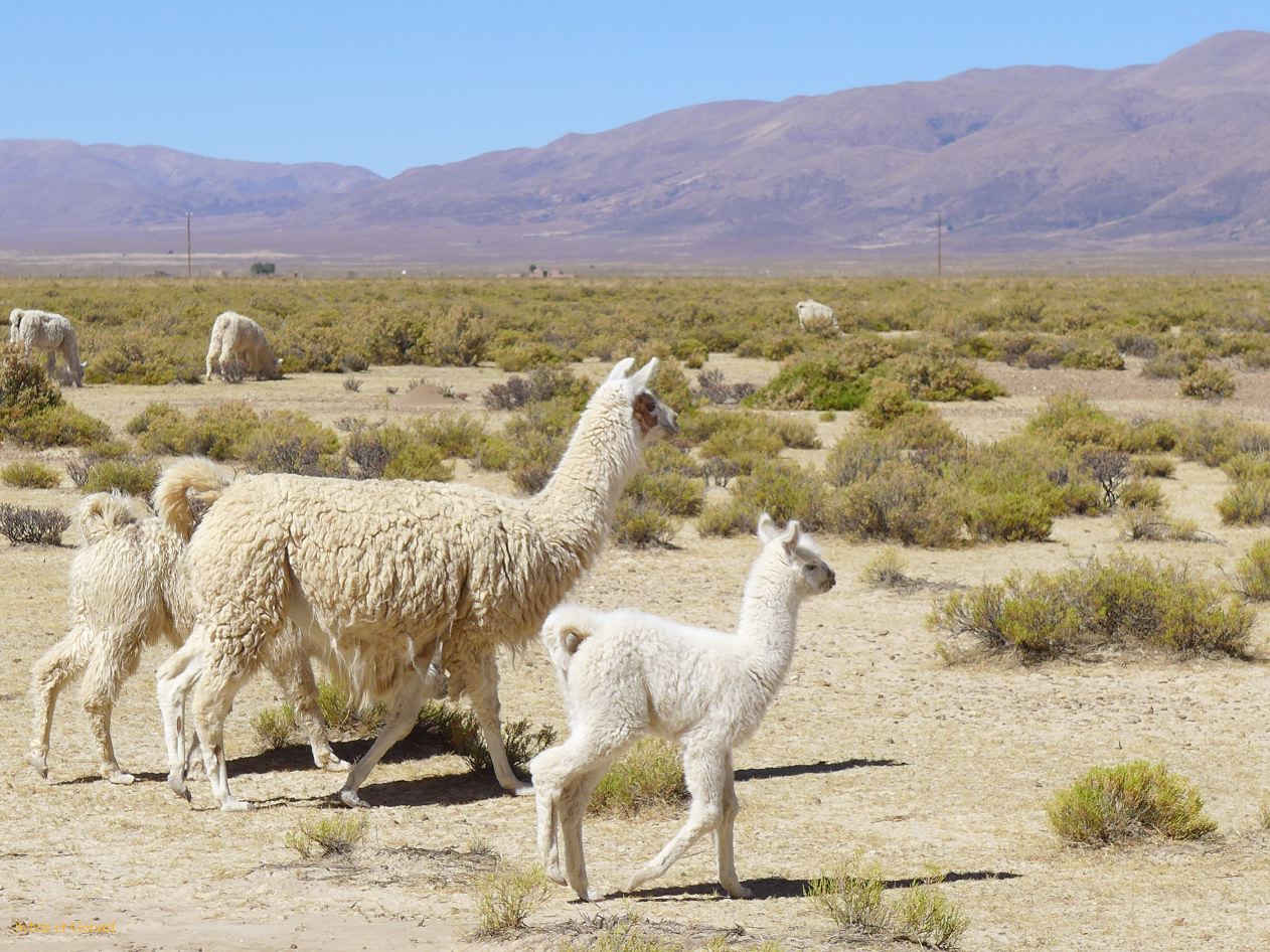 La Quebrada lamas en famille
