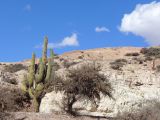 La Quebrada Humahuaca cardones le long de la piste