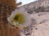 La Quebrada Humahuaca fleurs de cactus