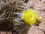 La Quebrada Iruya sur la piste retour cactus jaunes