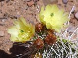 La Quebrada Iruya sur la piste retour des cactus jaunes