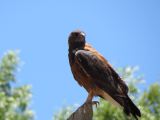 La Quebrada le rapace surveille les champs