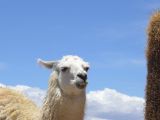La Quebrada tete lama 03