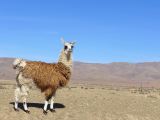 La Quebrada vers la Quaica un fier lama