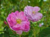La Quebrada Yavi Iglesia San francisco de Asis 05