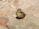 La Puna Susques petit oiseau