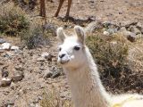 La Puna Susques vers la ruta 52 lama curieux