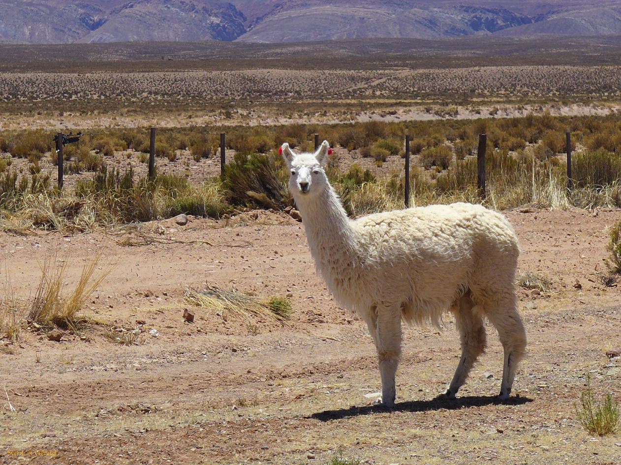 001 Quebrada de Humahuaca