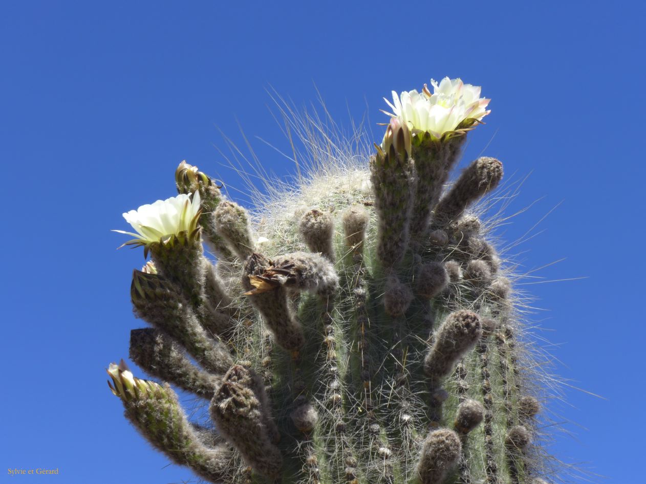 005 Quebrada cactus en fleurs