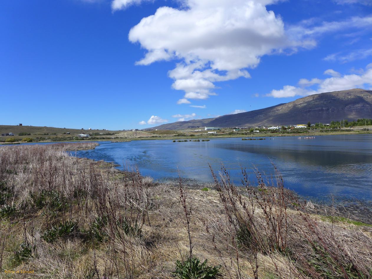 010 El Calafate la Laguna Nimez