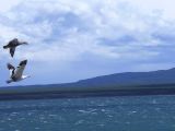 074 Puerto Natales