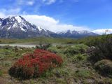 085 Parc Torres del Paine neneo macho rouge en fleurs