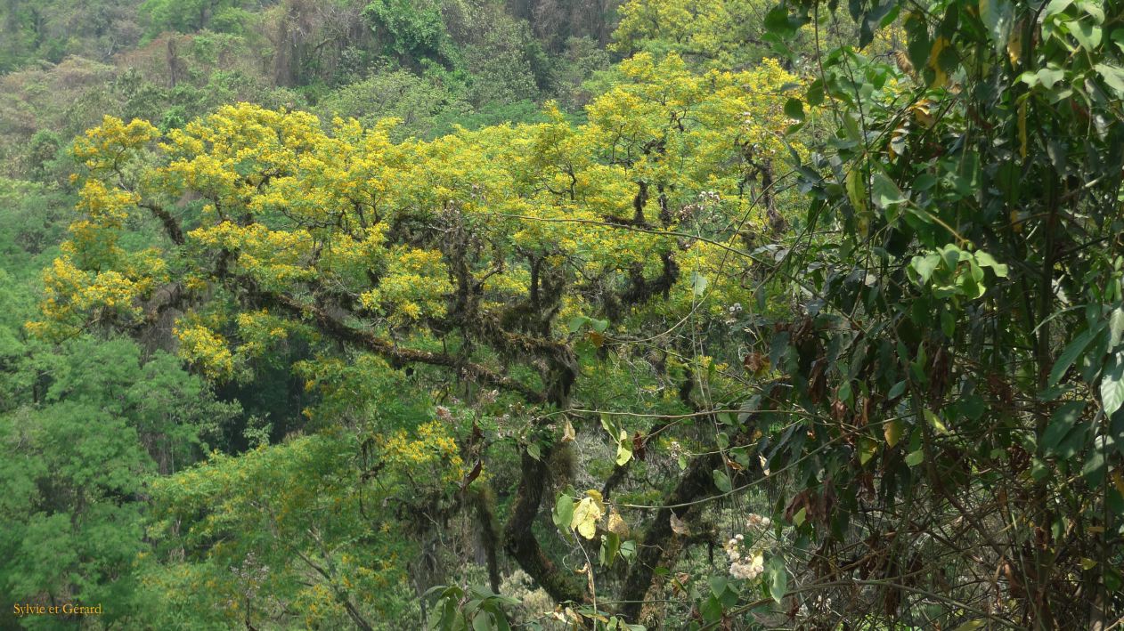 Argentine Nord Puna Yungas  059