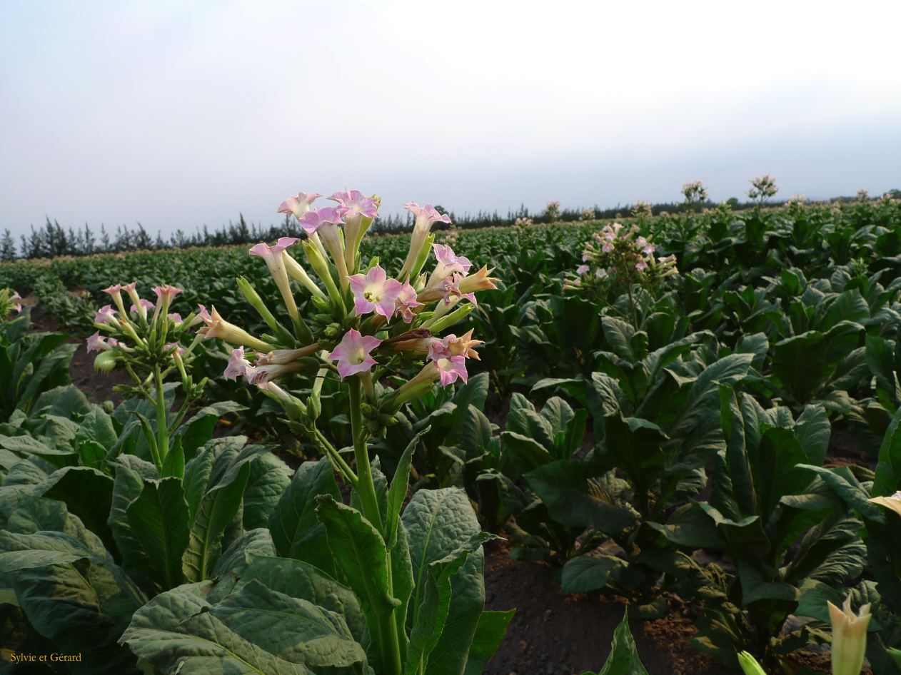 Argentine Nord Puna Yungas  088 fleurs de tabac