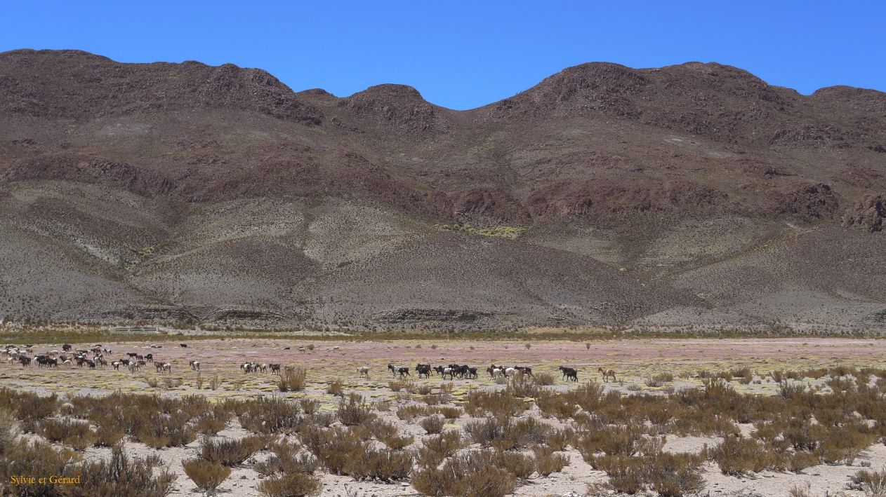 Argentine Nord Puna Susques vers San Antonio de Los Andes  206