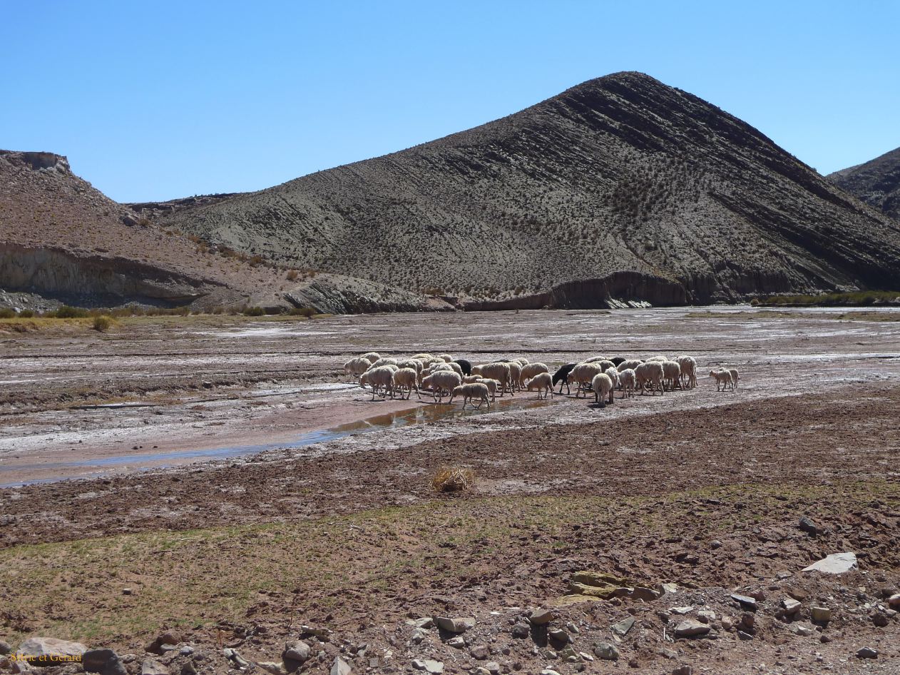 Argentine Nord Puna Susques vers San Antonio de Los Andes  013 moutons
