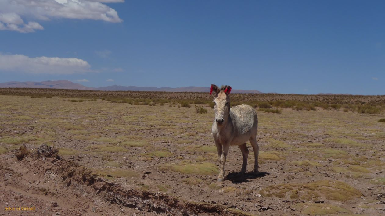 Argentine Nord Puna Susques vers San Antonio de Los Andes  035