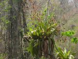 Argentine Nord Puna Yungas  047 orchidées