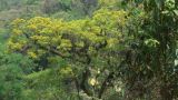 Argentine Nord Puna Yungas  059