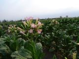Argentine Nord Puna Yungas  088 fleurs de tabac