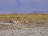 Argentine Nord Puna la route de Susques traversée des Salinas Grande  157 vigognes