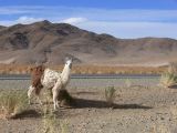 Argentine Nord Puna la route de Susques traversée des Salinas Grande  177 lama
