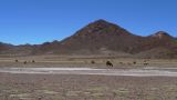 Argentine Nord Puna Susques vers San Antonio de Los Andes  218