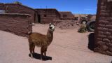Argentine Nord Puna Susques Ecole de Puesto Sey  002 le curieux bébé lama