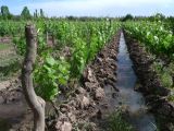 Argentine 2009 Nord Mendoza Bodega bio Cecchin  004