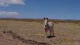 Argentine Nord Puna Susques vers San Antonio de Los Andes  035