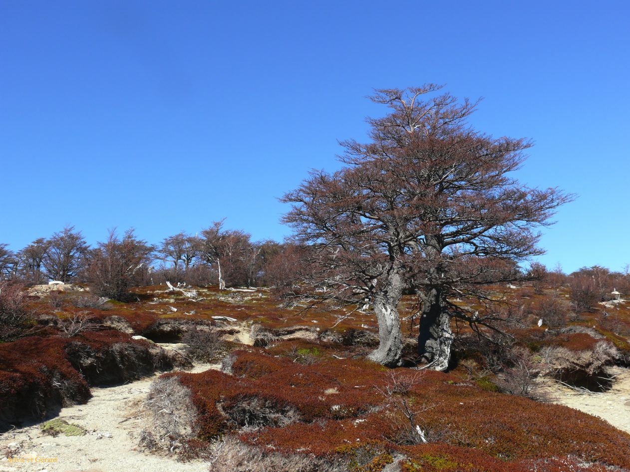 Patagonie El Chaten sendero al Fitz Roy  129