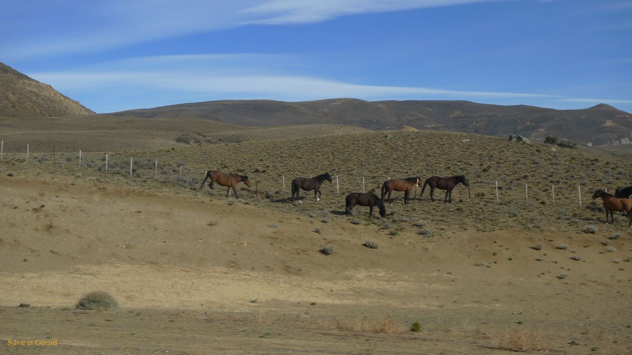Patagonie El Chaten vers Rio Gallegos  031