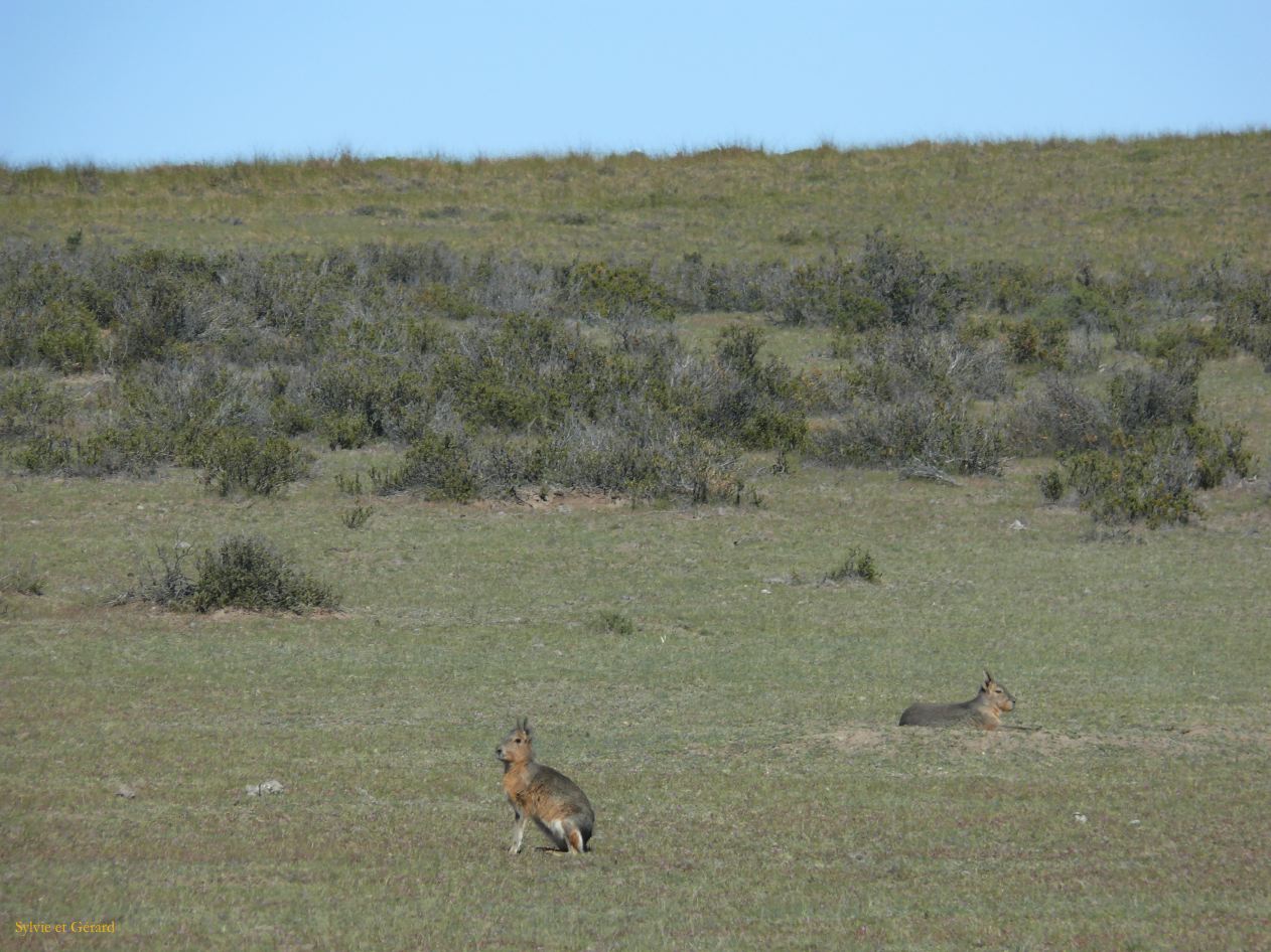Patagonie Peninsule de Valdes    007 mara lievre de Patagonie