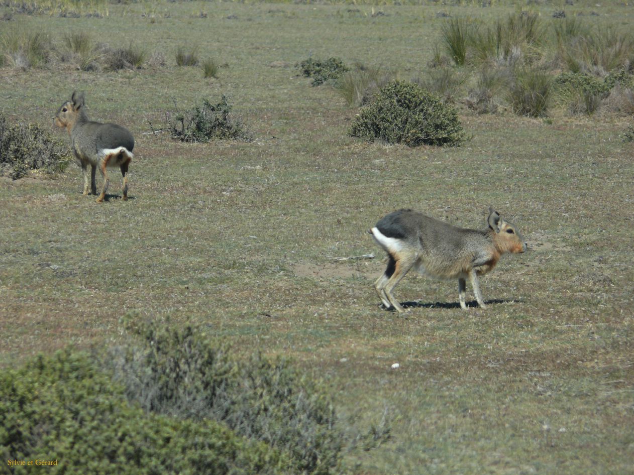 Patagonie Peninsule de Valdes    011 mara lievre de Patagonie