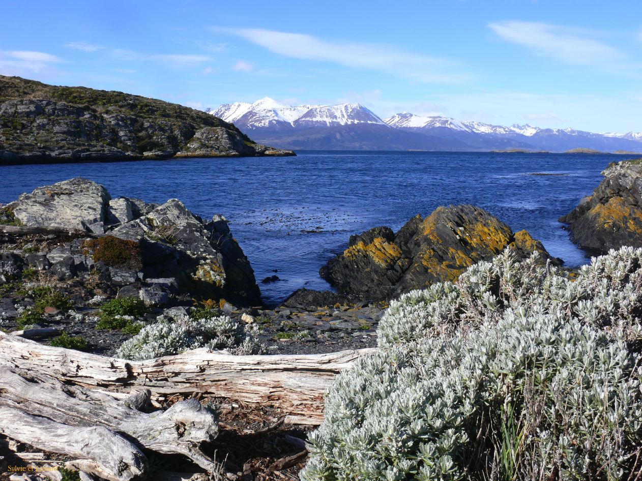 Patagonie Ushuaia Canal de Beagle sur les Tres Marias  089 vue de l'ile H