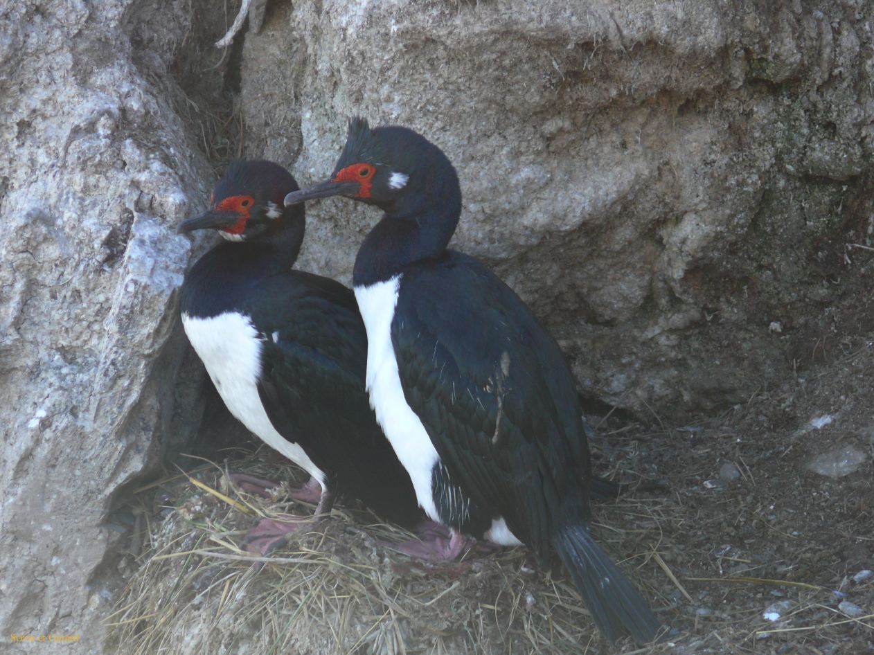 Patagonie Ushuaia Canal de Beagle sur les Tres Marias  113 couple de cormorans royaux