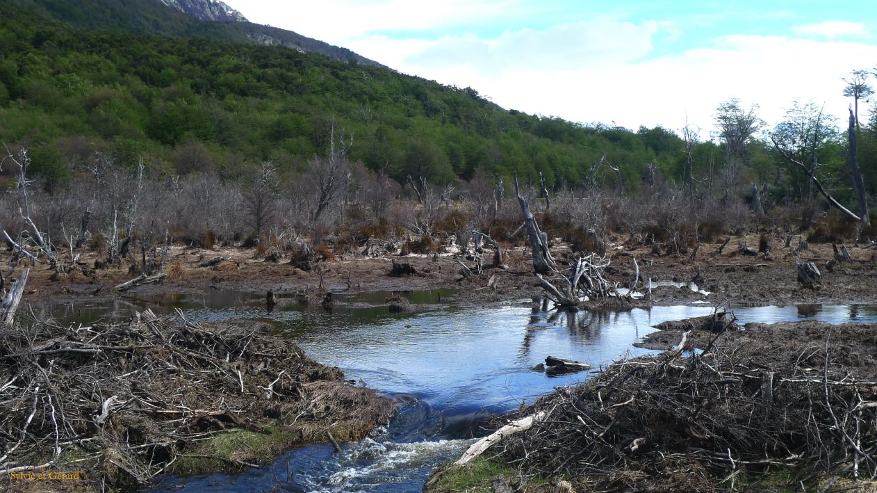 Patagonie Ushuaia Parc de la Terre de Feu  117
