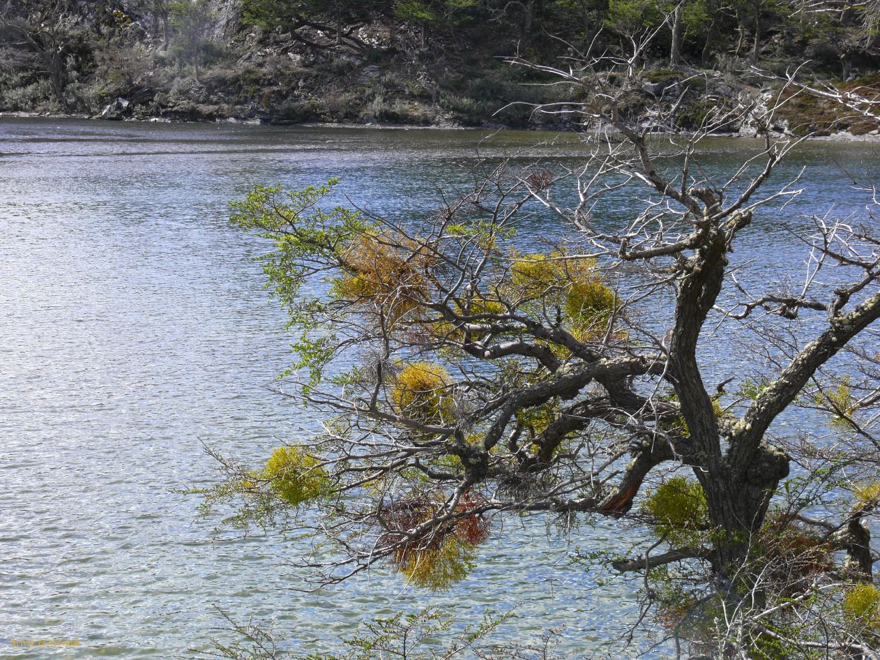 Patagonie Ushuaia Parc de la Terre de Feu  171 lanterne chinoise