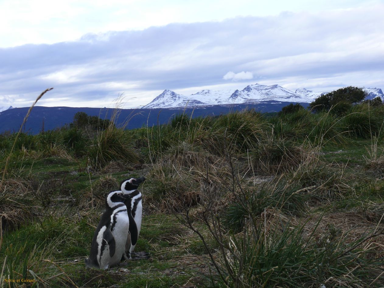 Patagonie Ushuaia vers Estancia Haberton  066 pingouins de Magellan