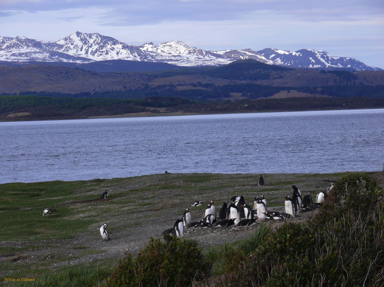 Patagonie Ushuaia vers Estancia Haberton  098 pinguoins papous