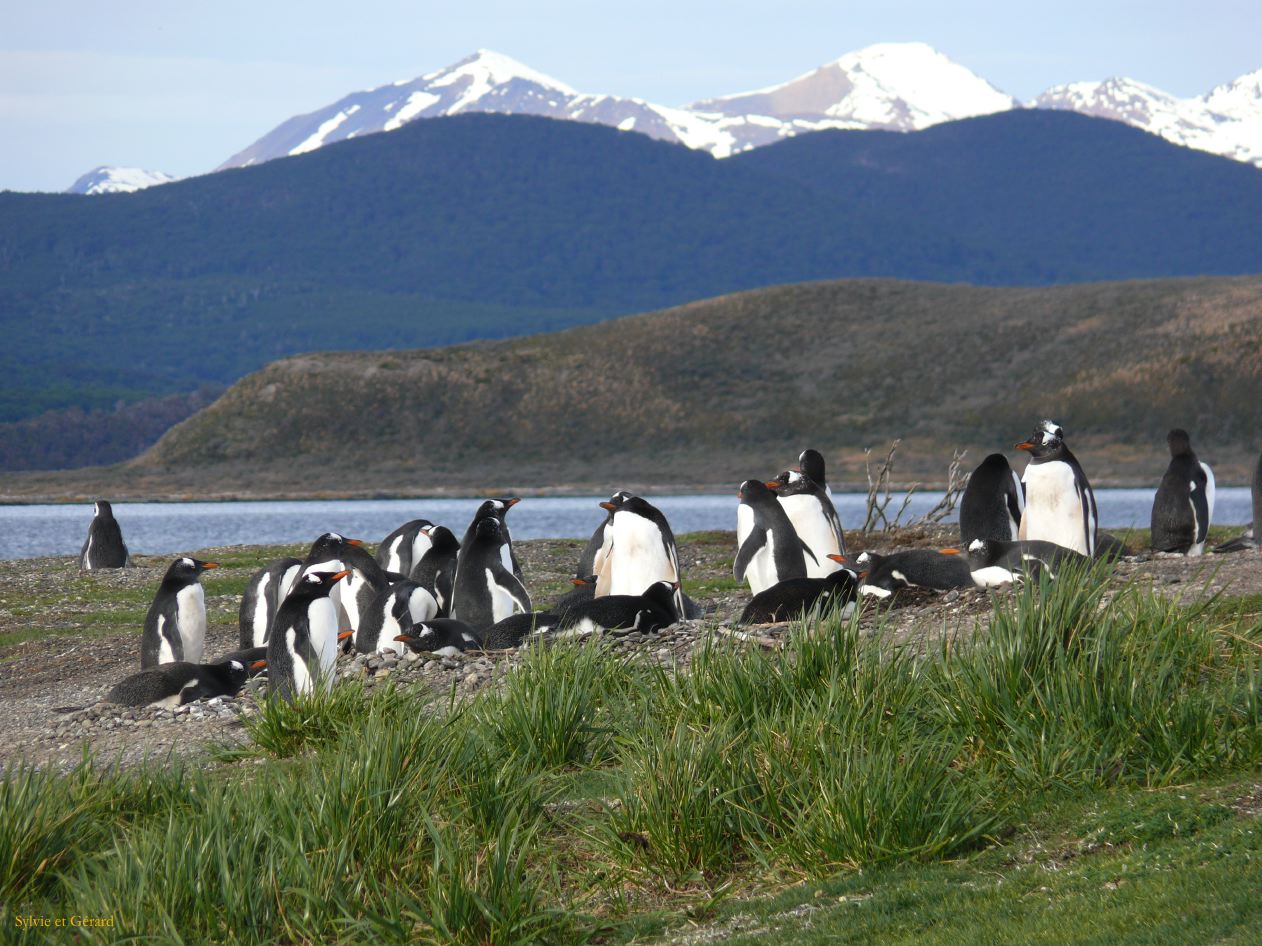 Patagonie Ushuaia vers Estancia Haberton  100 pingouins papous