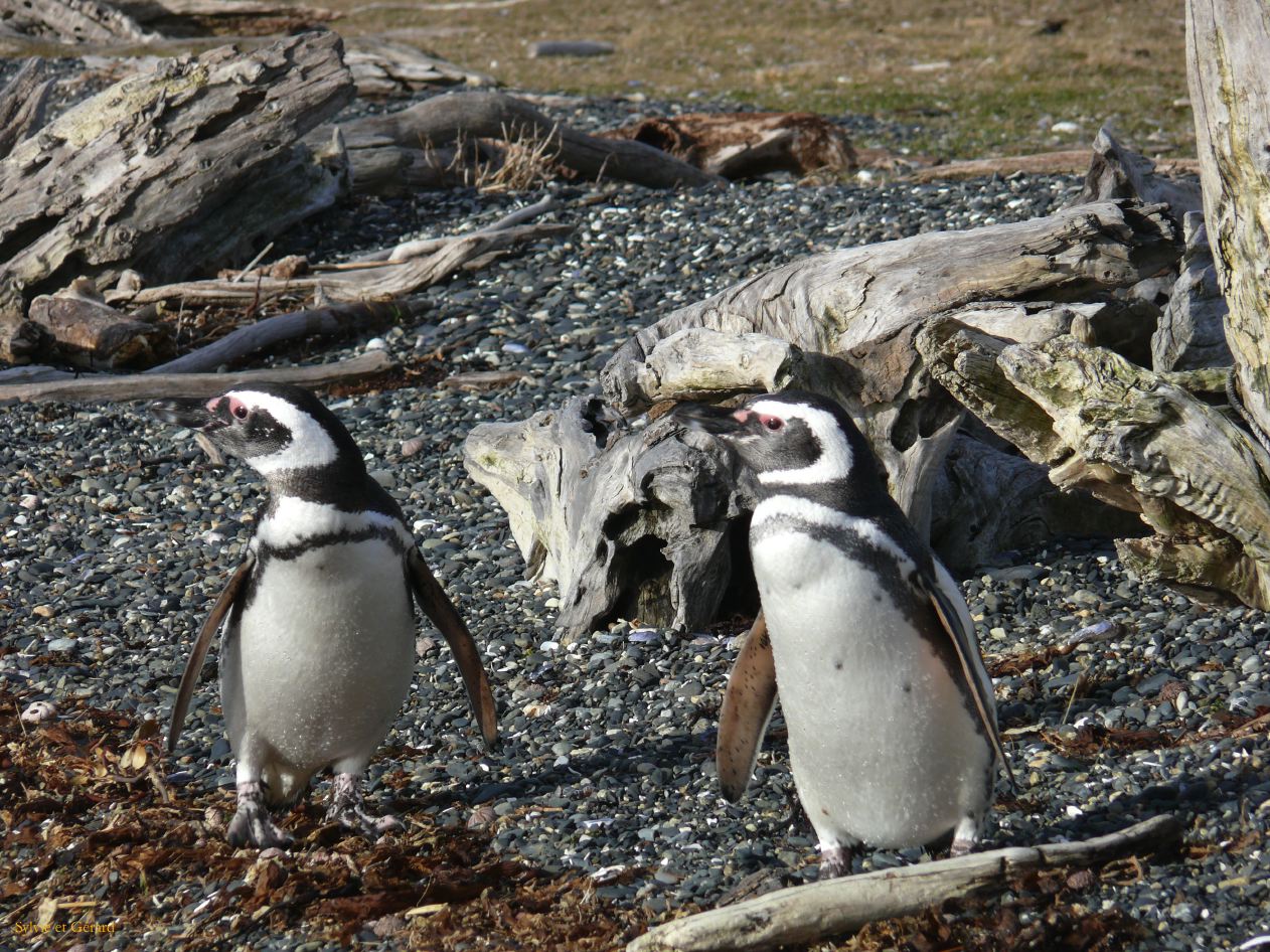 Patagonie Ushuaia vers Estancia Haberton  111 pingouins de Magellan