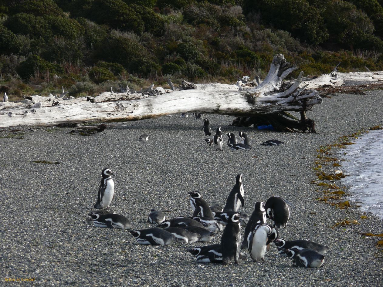 Patagonie Ushuaia vers Estancia Haberton  117 pingouins de Magellan