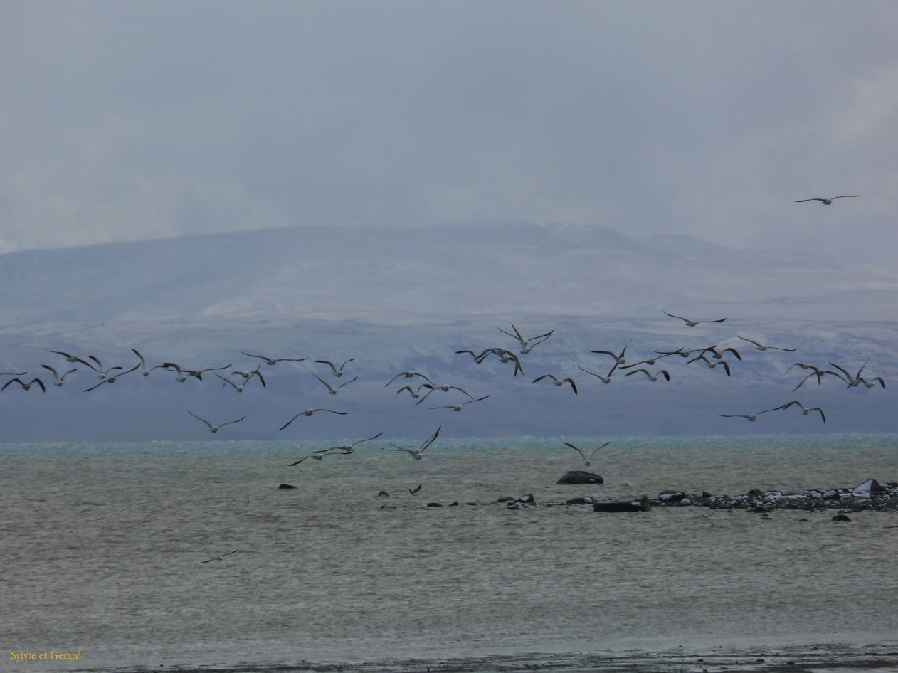 Patagonie El Calafate sous la neige  098