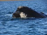 Patagonie Peninsule de Valdes Puerto Pyramides   034 baleine franche