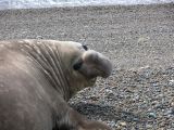 Patagonie Peninsule de Valdes Punta Ninfas 039 elephant de mer